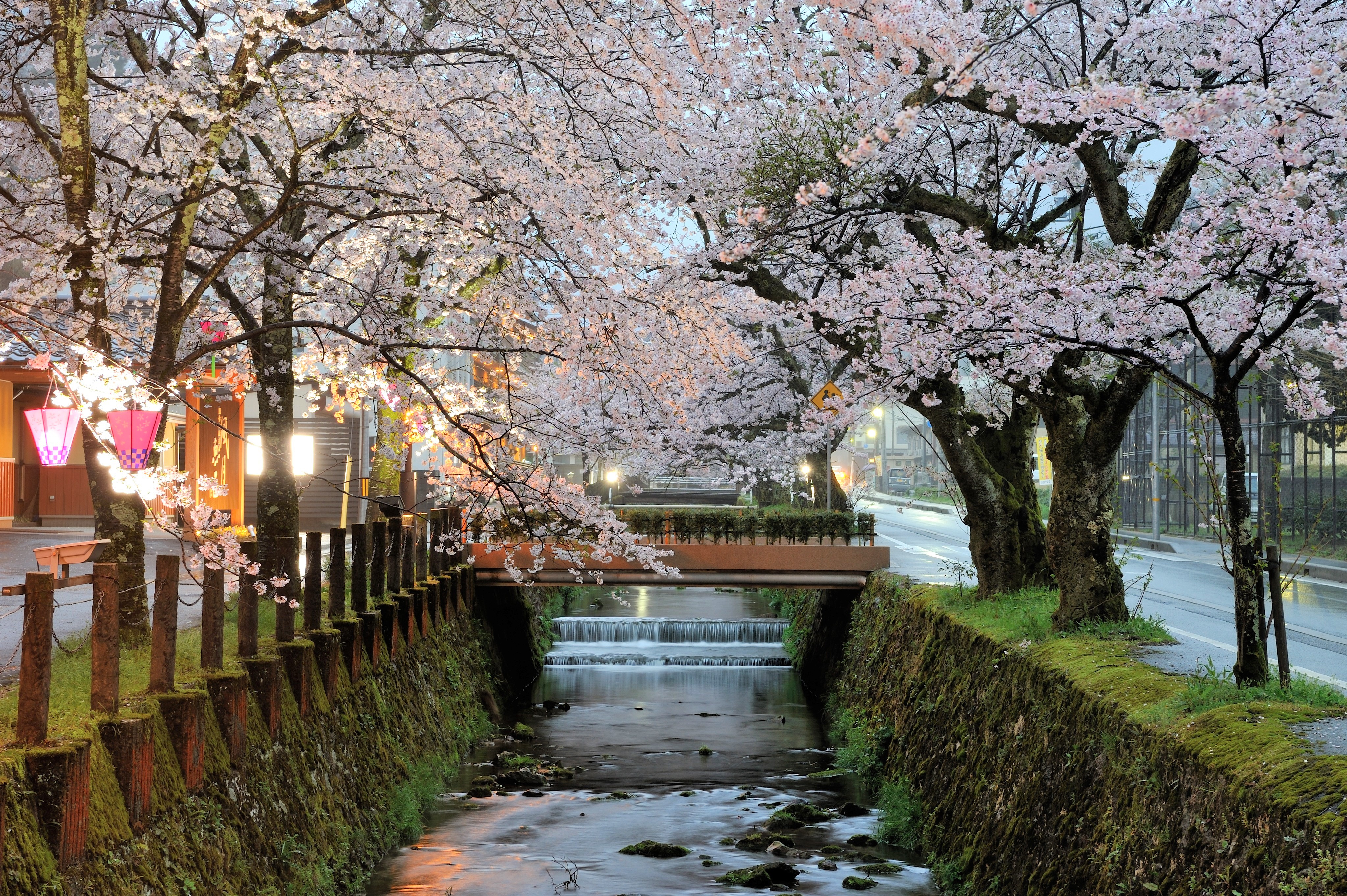 สายน้ำแห่งดอกไม้ : ฤดูใบไม้ผลิในคิโนซากิ